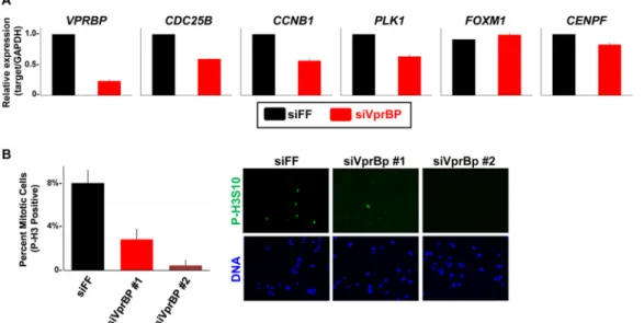 FIG 4 VprBP depletion reduces FoxM1 target gene expression and the number of mitotic cells