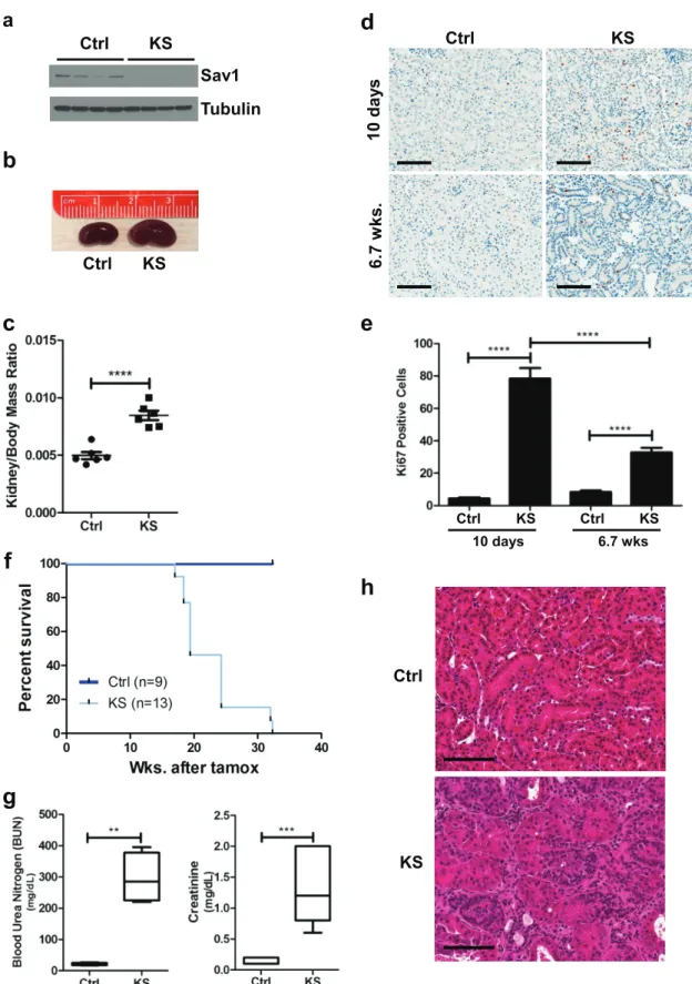 FIG 1 Conditional knockout of Sav1 in mouse renal tubule cells results in decreased survival, renal failure, and histological abnormalities