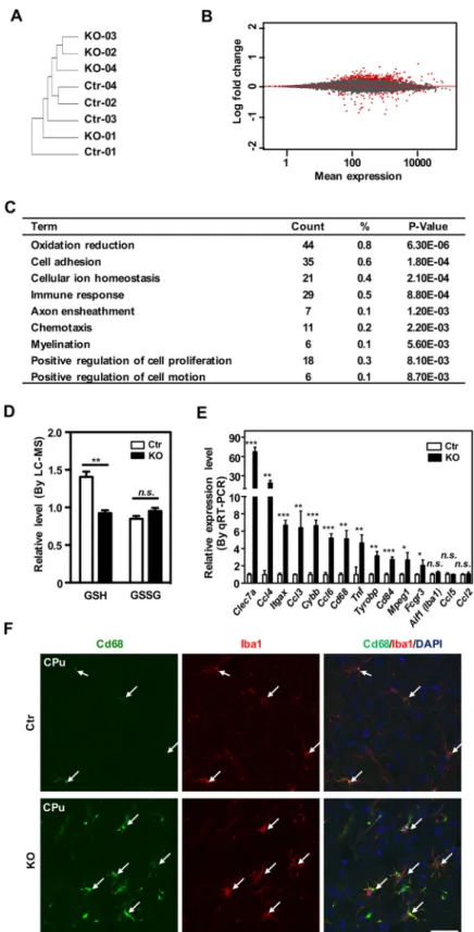 FIG 5 Deletion of L2hgdh results in disturbed redox status and neuroinﬂammation. (A) Gene expression proﬁling and clustering analysis of the hippocampus of L2hgdh KO mice and their wild-type controls