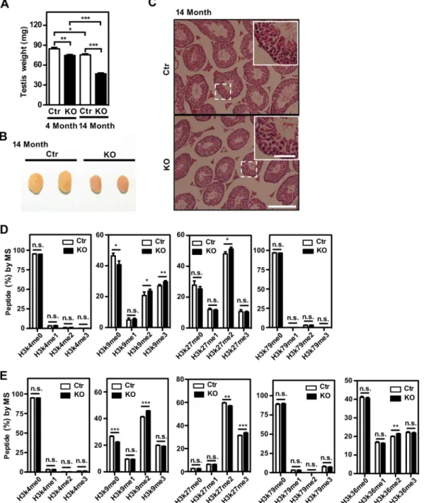 FIG 2 Testis atrophy and increased histone lysine methylation in L2hgdh KO mice. (A) Age-dependent testis atrophy in wild-type (Ctr) and L2hgdh KO mice
