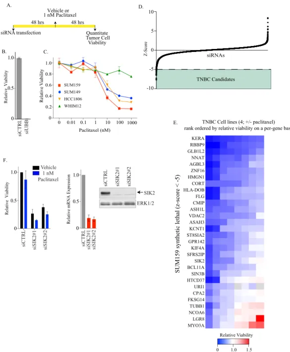 FIG 1 Pangenomic loss-of-function screen identified SIK2 as essential for TNBC. (A) Schematic for pangenomic siRNA screen