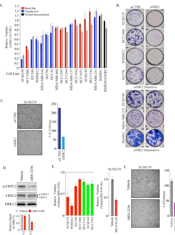 FIG 2 SIK2 is essential for viability in a subset of TNBC. (A) Indicated cell lines were transfected with siCTRL or siSIK2 for 120 h