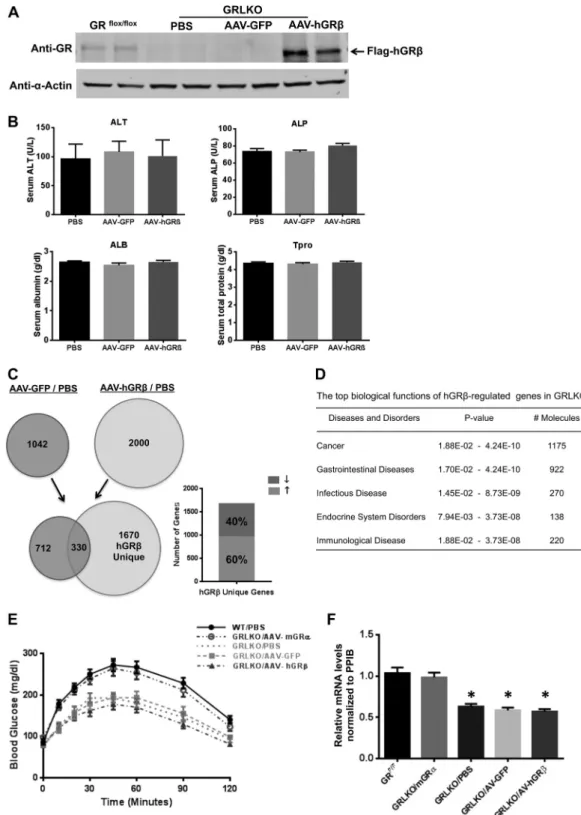 FIG 10 hGR ␤ gene regulation profile in GRLKO mice. Two-month-old GRLKO mice were injected with PBS (n ⫽ 8), AAV-GFP (n ⫽ 8), and AAV-hGR␤ (n ⫽ 8)