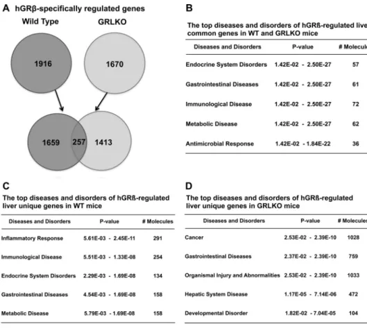 TABLE 2 Diseases and functions of hGR ␤-regulated unique genes in wild-type and GRLKO mice