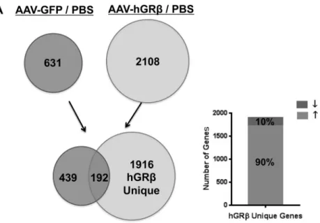 FIG 4 Genome-wide microarray analysis of livers from wild-type C57BL/6 mice expressing hGR ␤