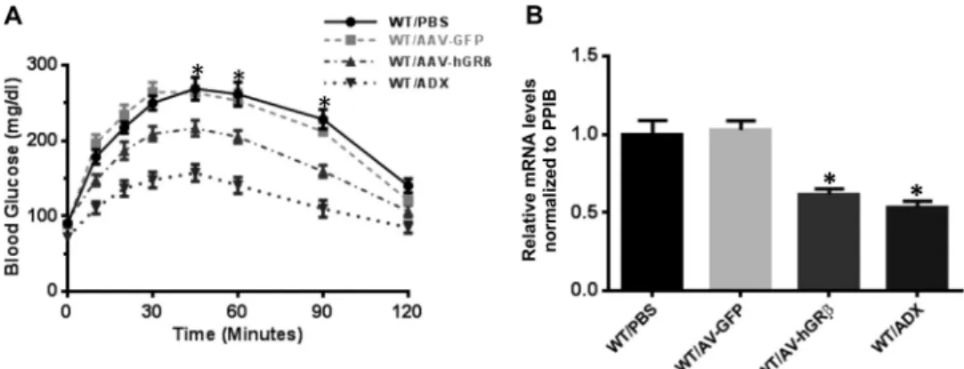 TABLE 1 Identification of top canonical pathways of hGR ␤-regulated liver genes in mice