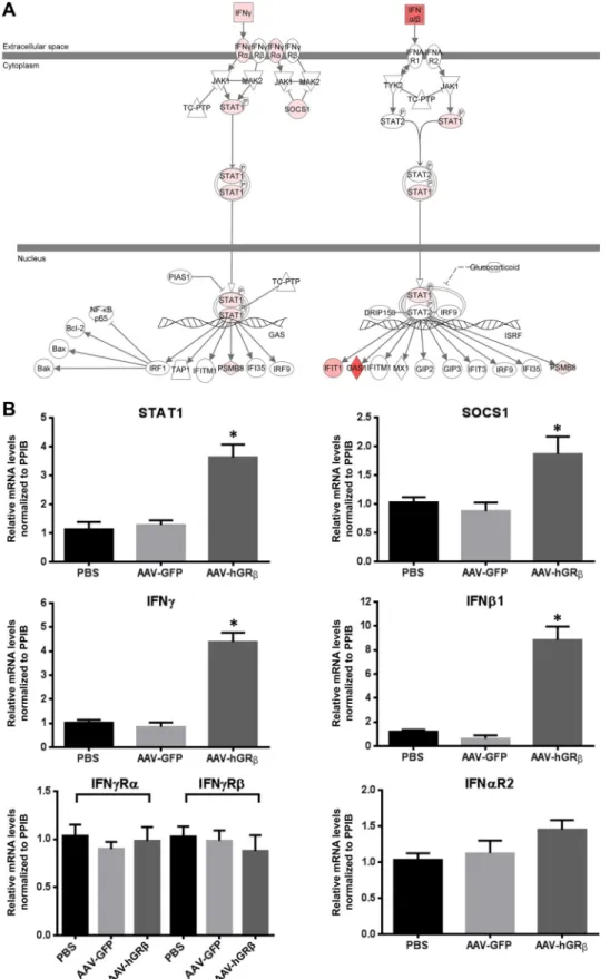 FIG 6 (A) Upregulation of type I and II IFN, STAT1, and SOCS1 gene expression in wild-type mouse liver expressing hGR ␤
