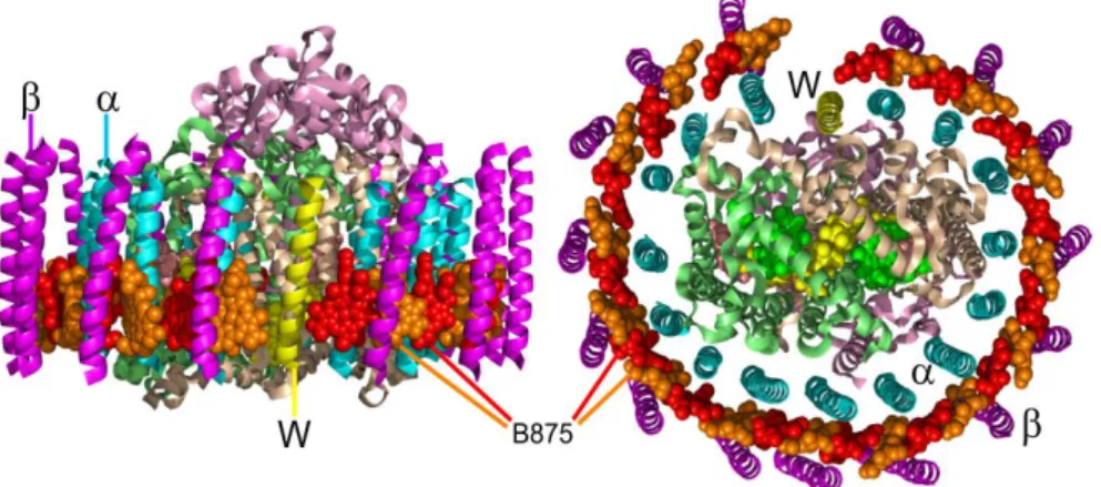 Figure 3:  Side view (left) and top view (right) of the RC-LH1 complex. The co  factors are sandwiched between the two concentric cylinders formed by the α and  β peptides which are shown as helical structures