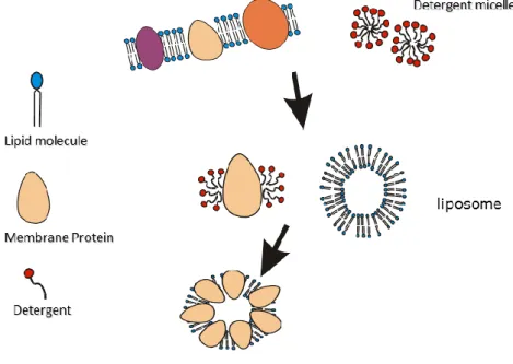 Figure 5: Schematic diagram of crystallization of membrane proteins. Membrane  proteins  are  first  dissolved  in  detergent,  followed  by  addition  of  artificial  lipid