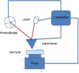 Figure 6: Schematic diagram of  Atomic  force  microscopy.  An oscillating tip of  nano-meter  size  mounted  onto  a  cantilever  of  micrometer  size  is  brought  in  the  vicinity  of  the  sample,  the  forces  between  the  tip  and  the  sample  cau