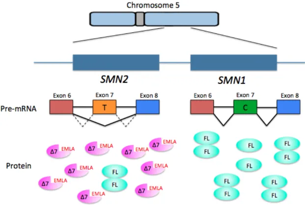 Figure 1.1. SMN1 and SMN2 are found on human chromosome five. SMN2 cannot fully  compensate  for  loss  of  SMN1,  but  is  the  most  significant  modifier  of  the  disease  phenotype