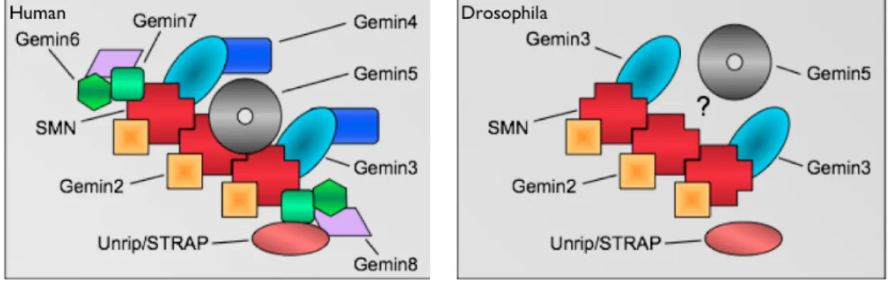 Figure  1.3.  Comparison  of  core  SMN  complex  members  in  human  (mammal)  and  Drosophila