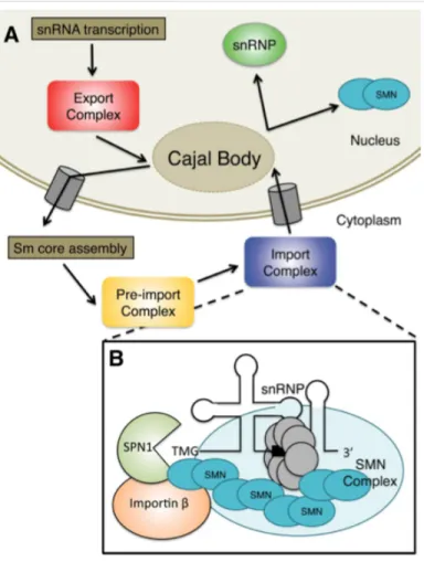 Figure  1.4.  Overview  of  the  mammalian  snRNP  biogenesis  pathway.  A.  After  snRNA  transcription  by  RNA  polymerase  II,  the  pre-snRNA  is  bound  by  PHAX  to  create  the  export complex and this complex often enters the Cajal body