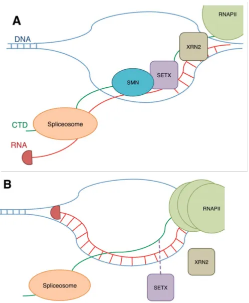 Figure 1.5. The potential role of SMN in transcriptional regulation. A. SMN interaction  with  R1810me2s  on  the  C-terminal  domain  (CTD)  of  RNA  polymerase  II  (RNAPII)  stabilizes  SETX,  an  RNA/DNA  helicase,  interaction  with  the  CTD