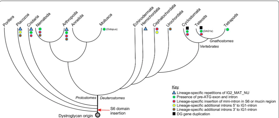 Fig. 4 Model of DG gene evolution. The diagram does not include ctenophores due to their uncertain evolutionary placement and that no DG-encoding sequences have been identified in ctenophores