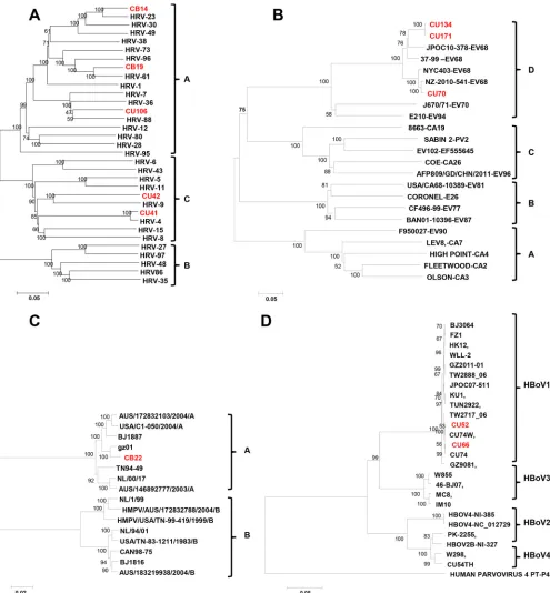FIG 3 Phylogenetic analysis of obtained genome sequences. (A) A phylogenetic tree of the near-complete rhinovirus genomes from patients CU41, CU42,CU106, CB14, and CB19 and representative human rhinoviruses (corresponding to nucleotides [nt] 132 to 6677 of