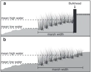 FIGURE 3.1 Marsh crossection for bulkheaded (a) and reference (b) sites.  Note that the  bulkhead is a physcal barrier to marsh migration 