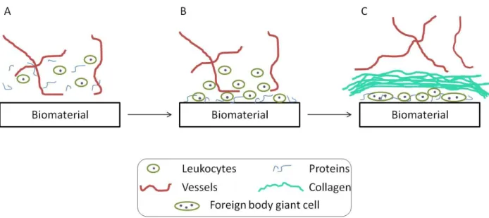 Figure 1.1. The progression of the foreign body response (FBR) with time. (A) Initially, the  biomaterial  is  implanted  into  injured  native  tissue  composed  of  blood  vessels,  proteins  and  cells