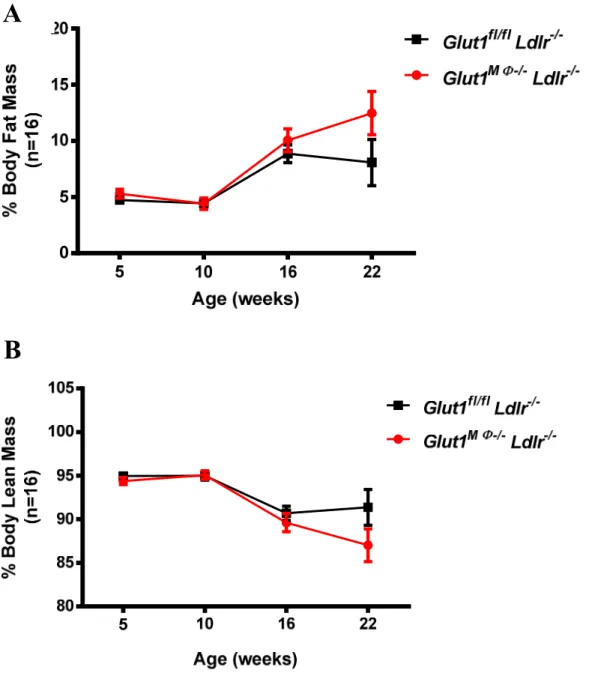 Figure 6. Deletion of macrophage GLUT1 did not alter body composition in recipient Ldl -/- -/-mice