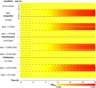 FIG 3 Multiplex nanowell AST for MIC determination. Shown is a heatmap representation of growth curves (ATCC 25922) in the multiplex nanowell AST