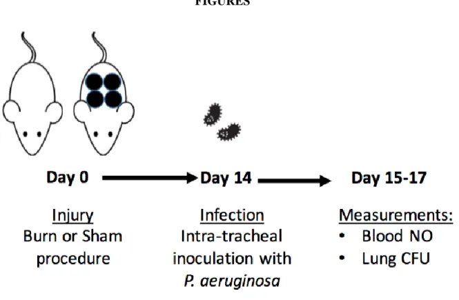 Figure 2.1: Experimental design for burn injury, infection, and blood NO analysis. 14 days after  burn or sham procedure, mice were infected via intra-tracheal inoculation with P