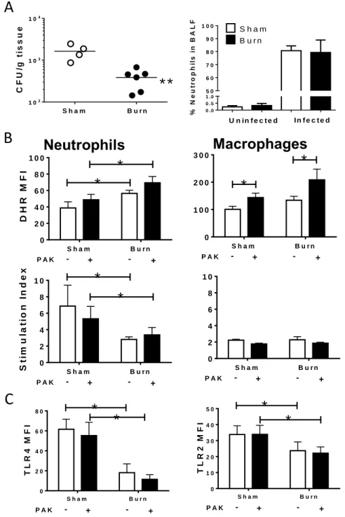 Figure 3.3: Changes in immune function, but not recruitment, lead to improved bacterial clearance  in the lung following burn injury