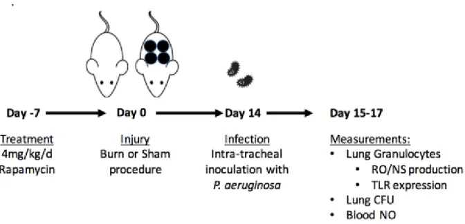 Figure 3.4: Experimental design for rapamycin administration, burn injury, infection, and analysis