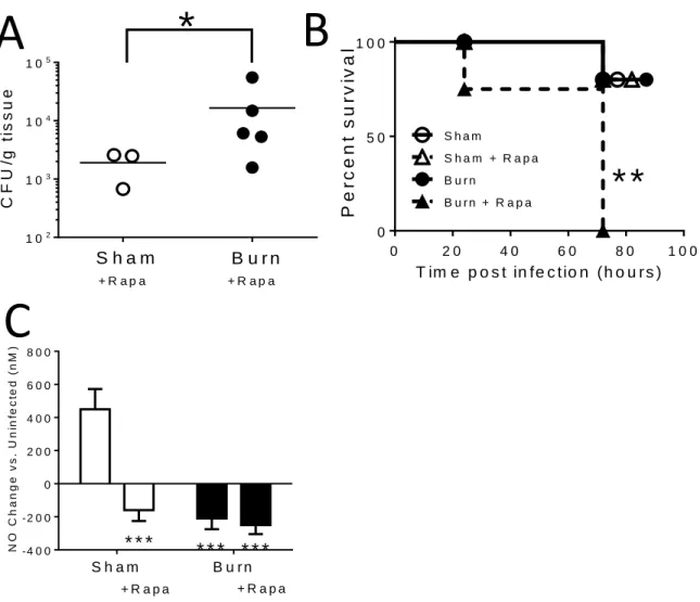 Figure 3.5: mTOR activity is required for survival and efficient bacterial clearance in burned mice  following infection