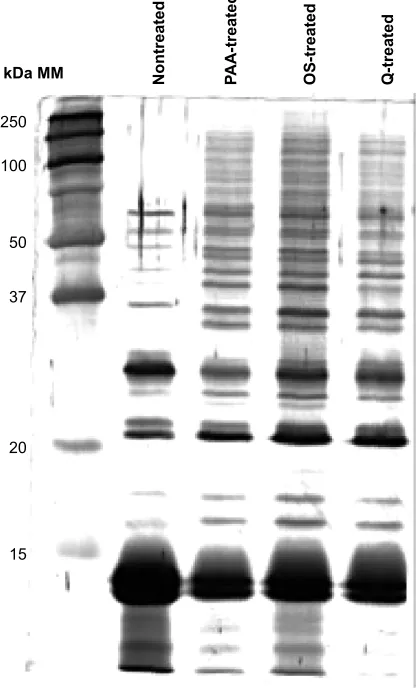 Figure 1 sDs-Page of nontreated and NP-treated rBc lysates.Notes: The same quantity of proteins was loaded on gel for the different tracks