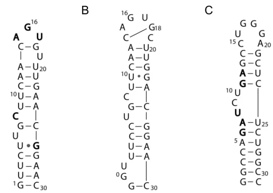 Figure 1.5.  Schematic representations of the secondary structure of RNAs mapped with  metallonucleases