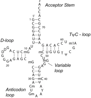 Figure 1.6.  Proposed secondary structure of tRNA Phe . 117   Most guanine oxidation occurs in  the D- and anticodon loops