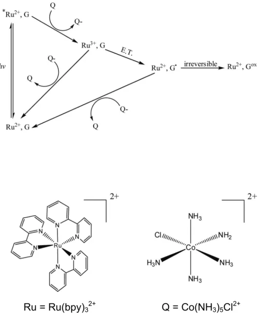 Figure 1.7.  Flash-quench reaction scheme and structures of Ru(bpy) 3 2+  and Co(NH 3 ) 5 Cl 2+ 