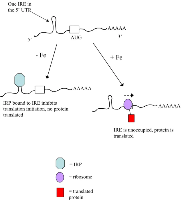 Figure 2.3.  Schematic representation of ferritin translation regulation by IRP binding