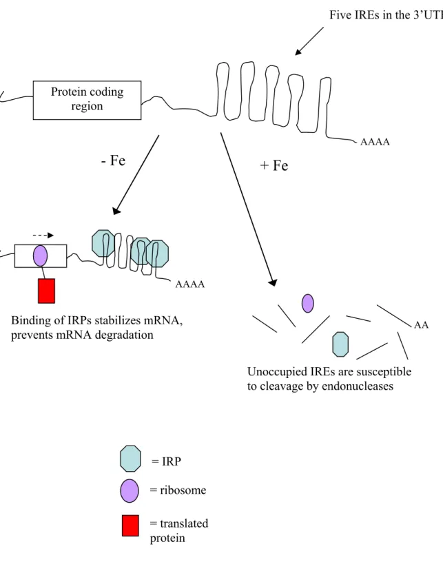 Figure 2.4. Schematic representation of transferrin receptor translation regulation by IRP  binding