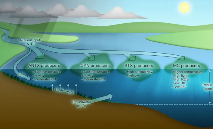 Fig. 1. Putative environmental drivers of cyanotoxin production that are presently recognized and the interplay of environmental stimuli on growth of toxigenic cyanobacteria.