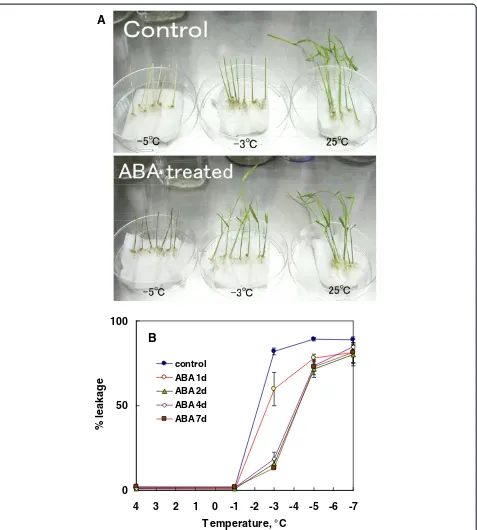 Figure 10 Effect of ABA on freezing tolerance ofdetached leaves in vitro grown rice seedlings