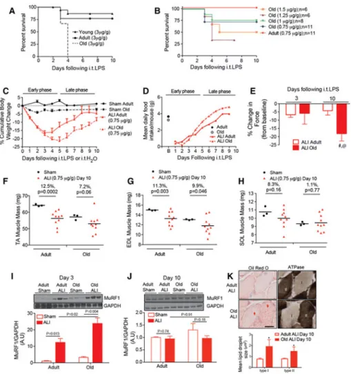 Figure 1. Lung injury in old mice results in increased mortality and prolonged muscle weakness A) Survival curves for young (2 month old), adult (6-month old) and old (20-month old)  acute lung injury (ALI) mice following high dose (3μg/g) LPS