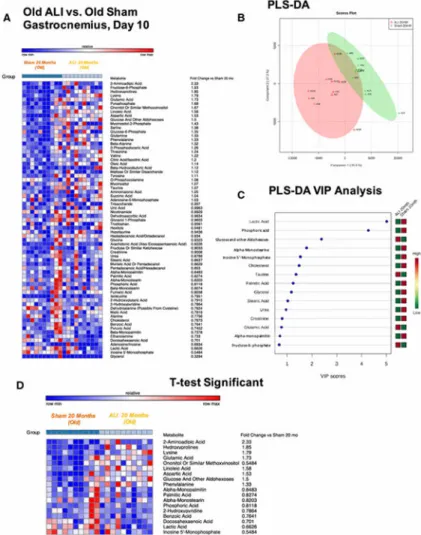 Figure 3. Non-targeted metabolomics of old ALI muscle at day 10 compared to old Sham mice A) Heat map of metabolites identified by non-targeted GC/MS analysis