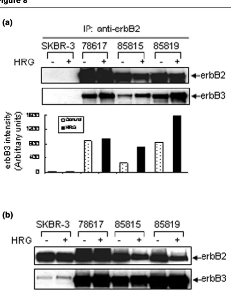 Figure 8Physical interaction between wt-rat-c-endogenous mouse erbB3
