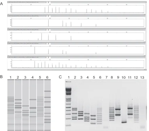 FIG 1 Illustration of alternative Campylobacter MBiT detection methods using fully sequenced isolates and control plasmids