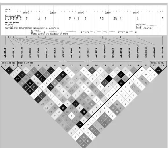 Figure 11: PALB2 linkage disequilibrium map for HapMap YRI 