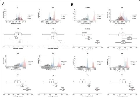Table 2 Average GC content of wild-type (+)RNAinfluenza B sequences and synonymous codon mutantsequences