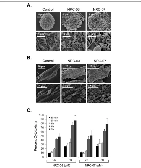 Figure 4 NRC-03 and NRC-07 damage the cell membrane of breast cancer cells but not fibroblaststhe absence or presence of the indicated concentrations of NRC-03 and NRC-07