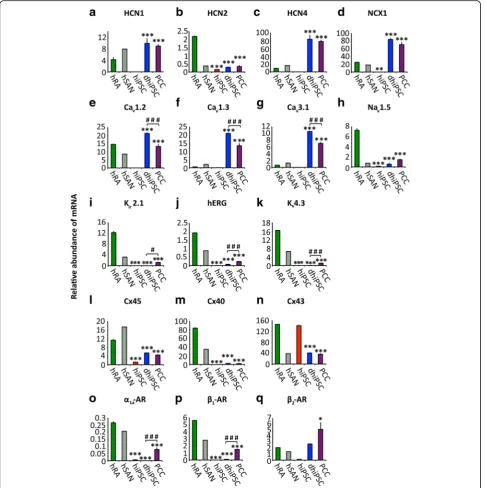 Fig. 3 Transcription profiling of ion channels, transporters, connexins, and adrenergic receptors