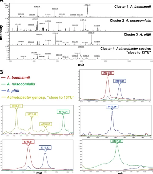 FIG 1 Cluster analysis of spectra generated by the MALDI-TOF Bruker Biotyper system for 286baumanniiof spectra for ACB complex isolates, i.e., cluster 1 (to 13TU”) were identiﬁed