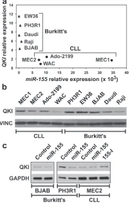 Figure 4: Burkitt’s and CLL cell lines display different levels of QKI and miR-155 expression