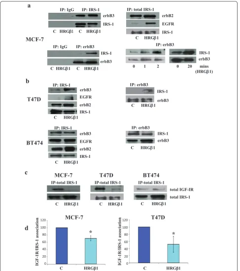 Figure 2 Western blot showing erbB3, EGFR, erbB2 and insulin receptor substrate 1 protein expressionwith rabbit immunoglobulin G (IgG) (negative control), insulin receptor substrate 1 (IRS-1) or erbB3 antibody for MCF-7 cells treated with eitherheregulinan