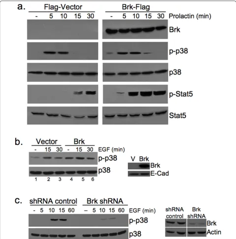 Figure 6 Brk promotes p38 MAPK signalingMAPK phosphorylation. Transiently transfected HC11 cells treated with 500 ng/mL prolactin were subjected to Western blotting for STAT5 andp38 MAPK phosphorylation.cells decreases EGF induced p38 MAPK phosphorylation