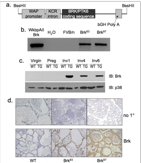 Figure 1 Transgene, screening and expressionexpression, Brk/PTK6 coding sequence, growth hormone poly A signal and BssHII restriction sites.controls