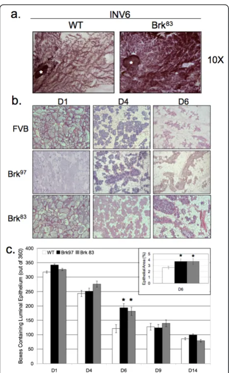Figure 2 WAP-Brk mammary glands exhibit delayed post-lactational involution. A, Carmine alum staining of inguinalmammary gland whole mounts, INV D6